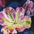 Blossom and Buds, Tulips